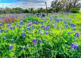 23flower18.jpg
