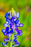 24flower18.jpg