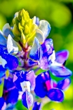 26flower18.jpg