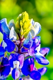 27flower18.jpg