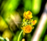 28flower18.jpg