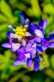 30flower18.jpg