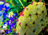35flower18.jpg