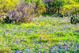 38flower18.jpg