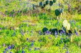 39flower18.jpg