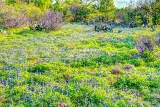 41flower18.jpg