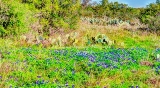 42flower18.jpg