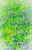 43flower18.jpg