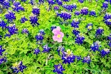 46flower18.jpg