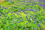 47flower18.jpg