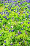 48flower18.jpg