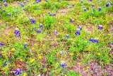 51flower18.jpg
