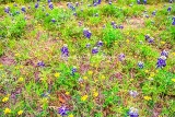 52flower18.jpg