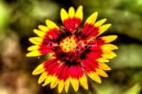 53flower18.jpg