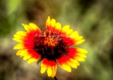 54flower18.jpg