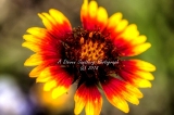55flower18.jpg