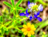 57flower18.jpg