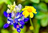 58flower18.jpg