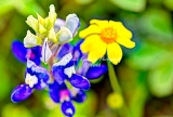 59flower18.jpg