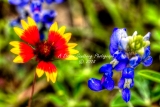 60flower18.jpg