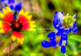 61flower18.jpg