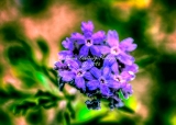 62flower18.jpg