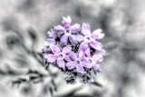 63flower18.jpg
