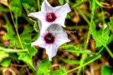 64flower18.jpg