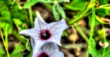 66flower18.jpg