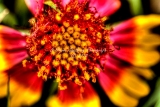 67flower18.jpg