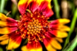 68flower18.jpg