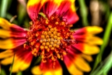 69flower18.jpg