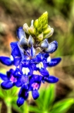70flower18.jpg