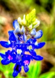 71flower18.jpg
