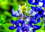 72flower18.jpg