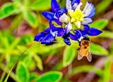 73flower18.jpg