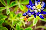 74flower18.jpg