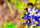 76flower18.jpg