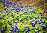 79flower18.jpg