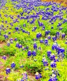 80flower18.jpg