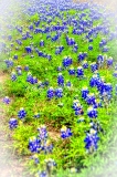 81flower18.jpg