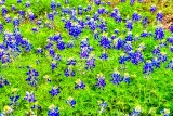 82flower18.jpg