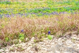 83flower18.jpg