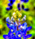 84flower18.jpg