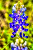 86flower18.jpg