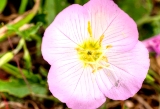 88flower18.jpg