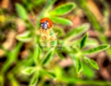 89flower18.jpg
