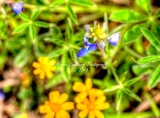 90flower18.jpg