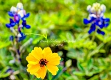 91flower18.jpg