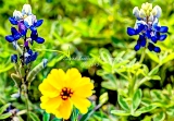 92flower18.jpg